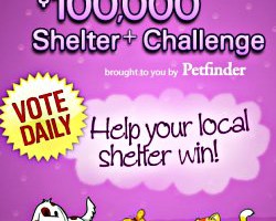 Seattle Animal Shelter needs your help
